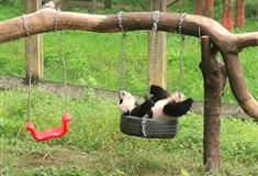 重庆动物园：熊猫馆