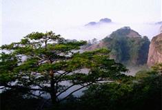 冠豸山：迎客松