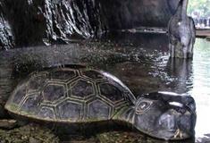 酉阳桃花源：龟鹤遐龄