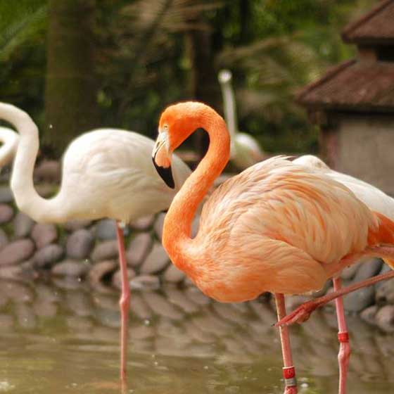 重庆动物园涉禽馆