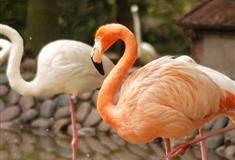 重庆动物园：涉禽馆