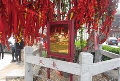 津门故里：祈愿树
