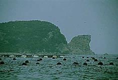 仙女湖风景区：龟岛