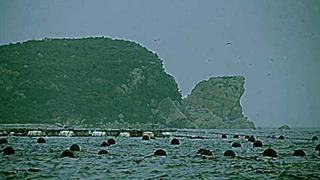 仙女湖风景区：龟岛