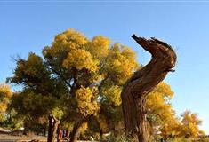 策克口岸：四道桥