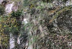 崖下库：迎客仙