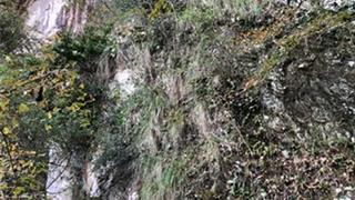 崖下库:迎客仙 崖下库:迎客仙