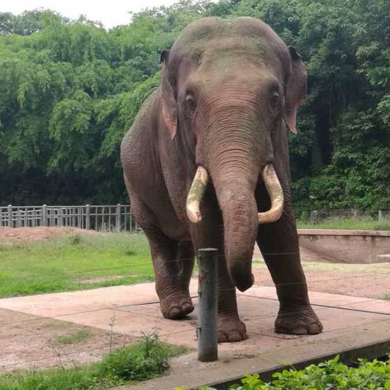 重庆动物园14414