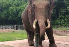 重庆动物园：大象馆