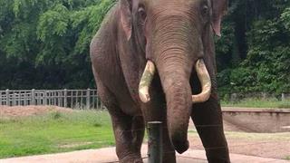 重庆动物园：大象馆