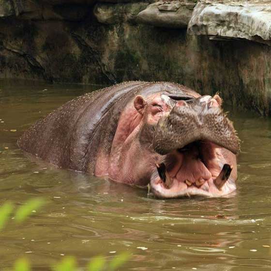 重庆动物园14415