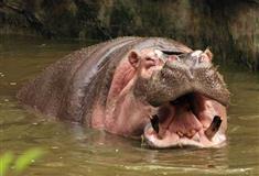 重庆动物园：河马馆