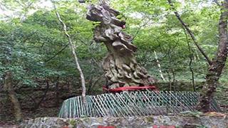 燕子河大峡谷听愿柳