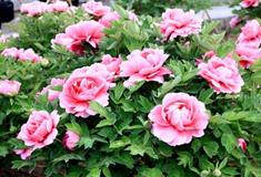 采石矶：牡丹园