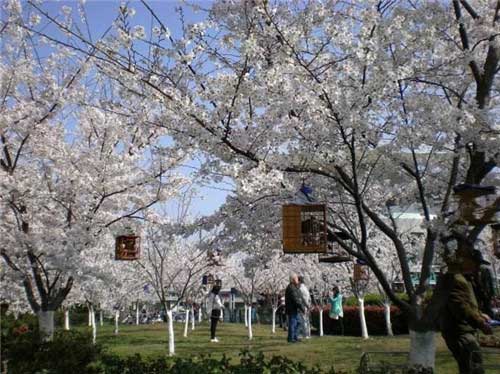 鲁迅公园樱花林 鲁迅公园樱花林