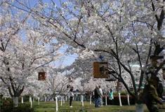 鲁迅公园：樱花林