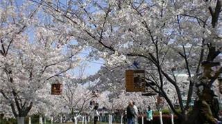 鲁迅公园:樱花林 鲁迅公园:樱花林