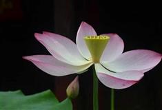 司徒庙：莲花池