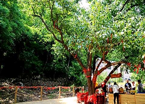 梨木台风景区14765