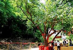 梨木台风景区：梨树王