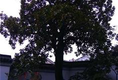 严家花园：古广玉兰