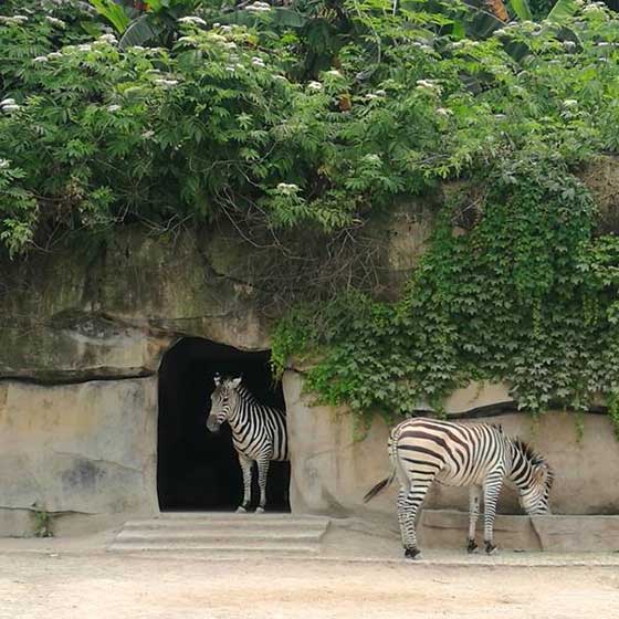 重庆动物园14413