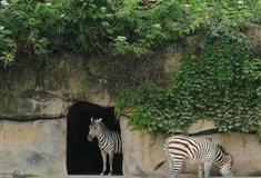 重庆动物园：斑马馆