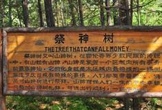 北极村旅游风景区：祭神树