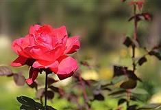 复兴公园：玫瑰园