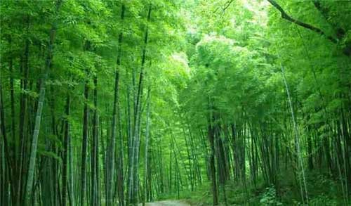 大余丫山风景区14692