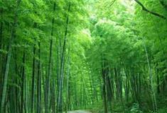 大余丫山风景区：文斗竹林