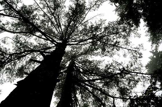 缙云朱潭山14411