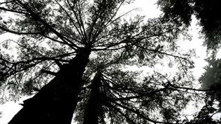 朱潭山：情侣树