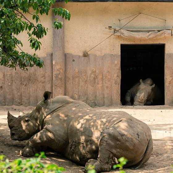 重庆动物园犀牛馆 重庆动物园犀牛馆
