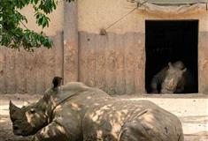 重庆动物园：犀牛馆