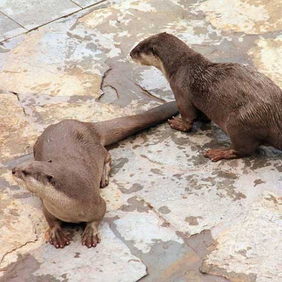 重庆动物园14421