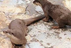 重庆动物园：水獭馆