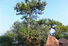 天津盘山风景名胜区：挂钟松