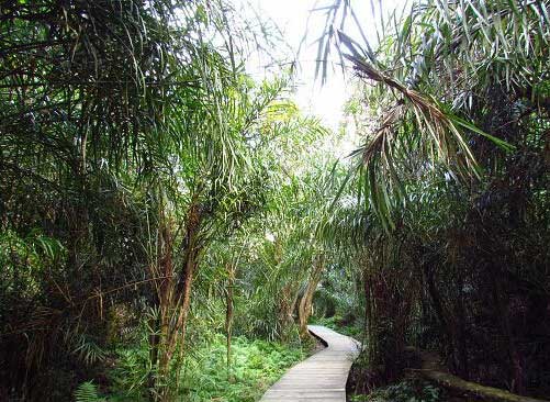 冠豸山桄榔幽谷