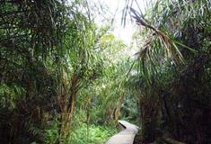 冠豸山：桄榔幽谷