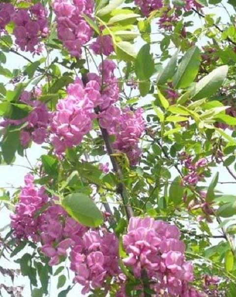 寿光林海生态博览园14263