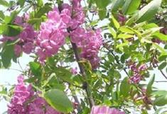 寿光林海生态博览园槐香园