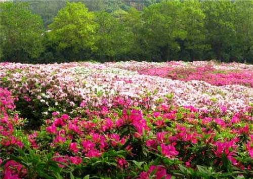 杨开慧纪念馆14704