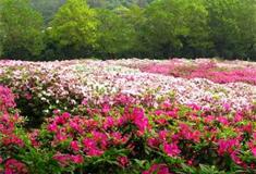 杨开慧纪念馆：杜鹃园