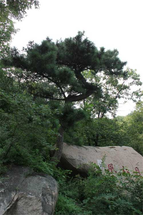 天津盘山风景名胜区龙腾松 天津盘山风景名胜区龙腾松