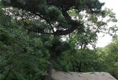 天津盘山风景名胜区：龙腾松