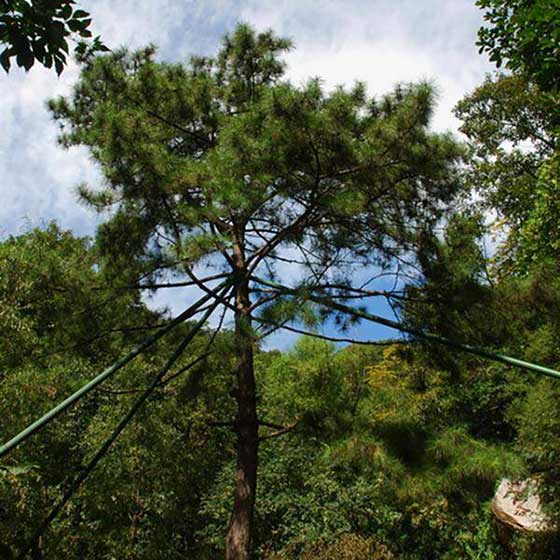 天津盘山风景名胜区迎客松 天津盘山风景名胜区迎客松