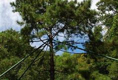 天津盘山风景名胜区：迎客松