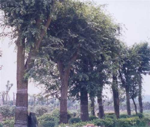 上海鲜花港14535