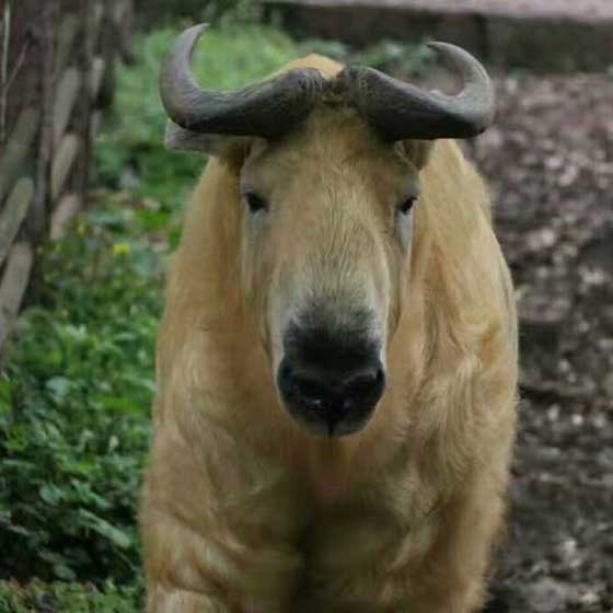 重庆动物园14419